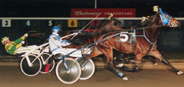 TrackMaster Harness