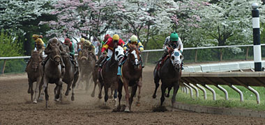 TrackMaster Thoroughbred/Quarter Horse